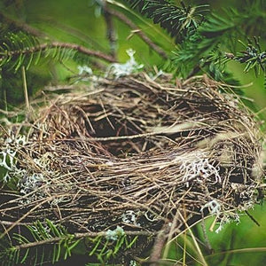 The Broken Nest