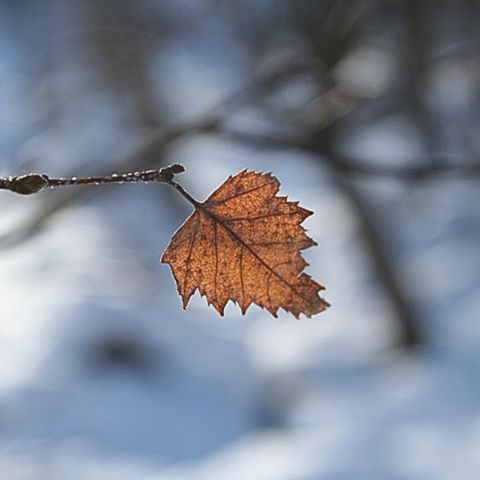 The Last Leaf of Chinar