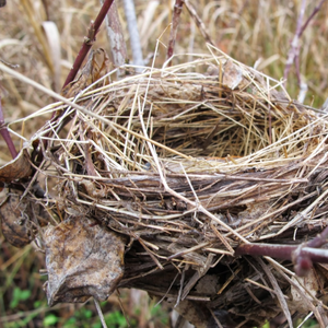 Metallic Bird's Nest