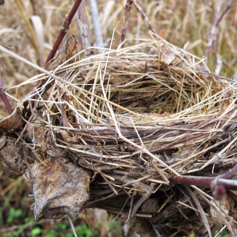 Metallic Bird's Nest