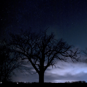 The magical oak tree