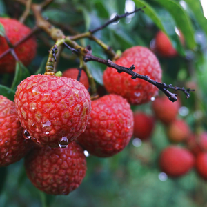 I met a litchi