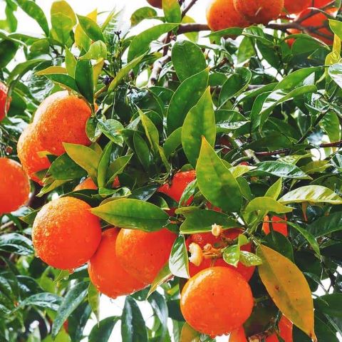 Family tree, framed by oranges