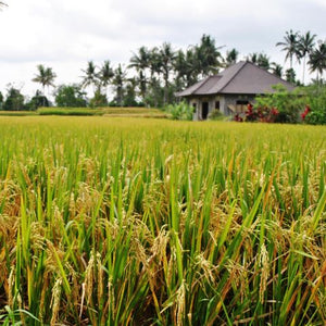 পূর্বপুরুষ